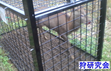 箱わな　鹿　箱おり　箱わな床　箱わな底　画像